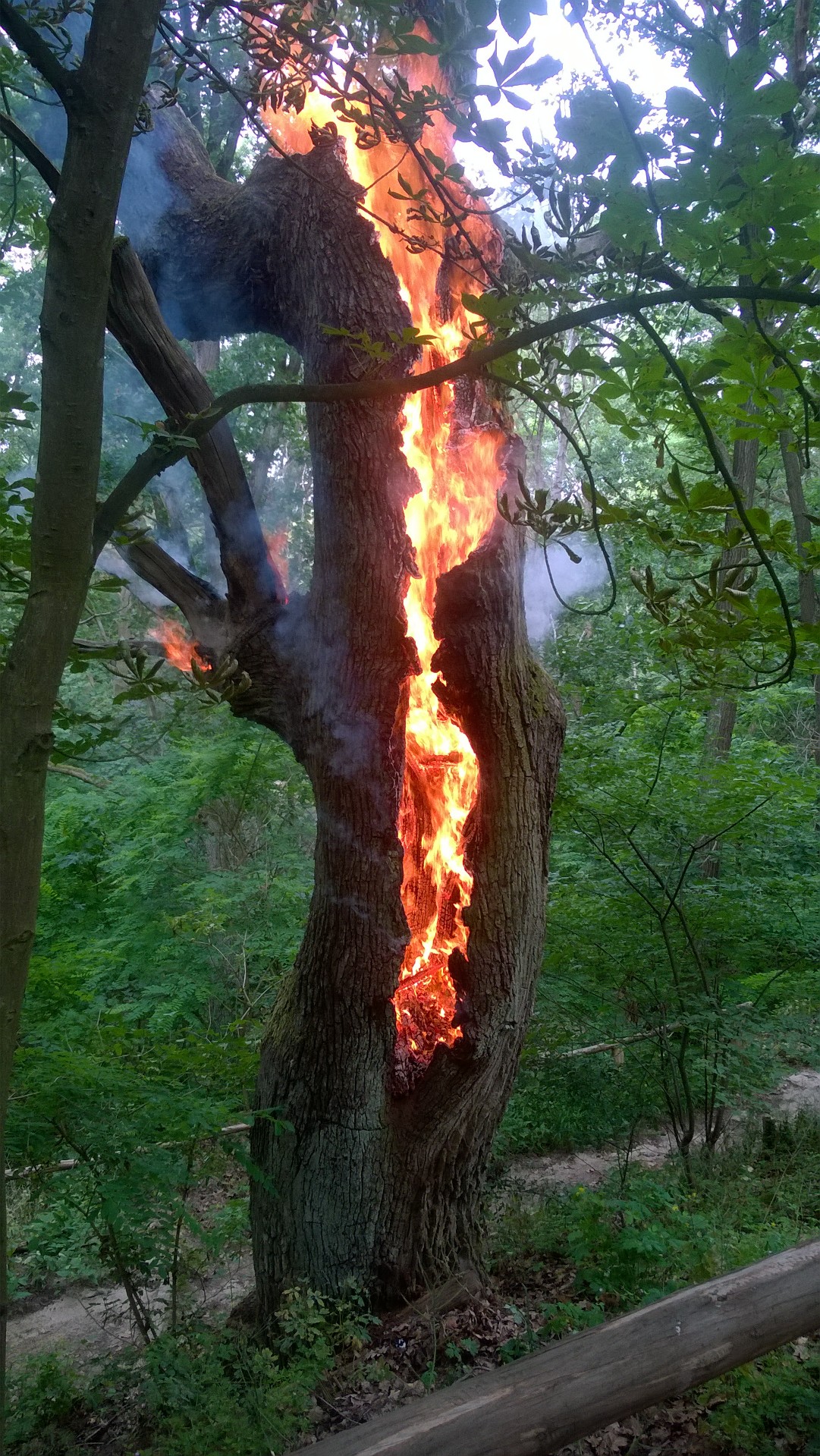 Brennender Baum Müggelsee e.V.