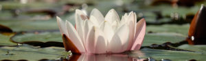Seerose